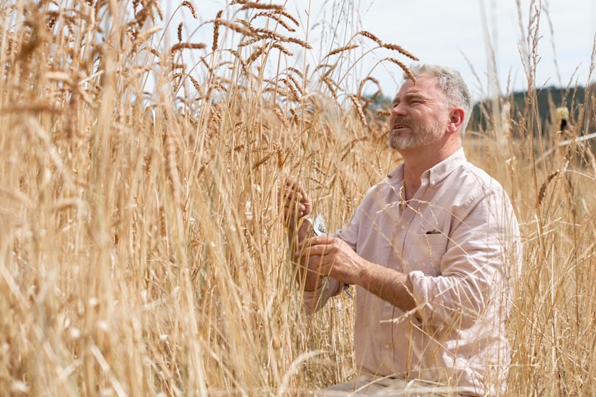 A man kneeling in a golden wheat field examining grain stalks under sunlight.